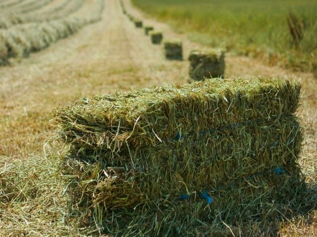 Hay Bales - Premium Landscaping Depot Levin