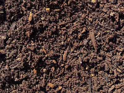 Organic Garden Mix